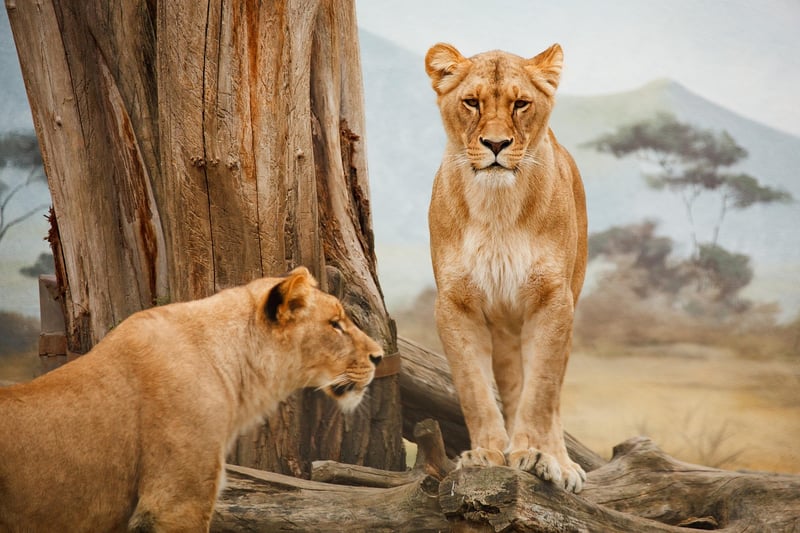 Safari Wildlife